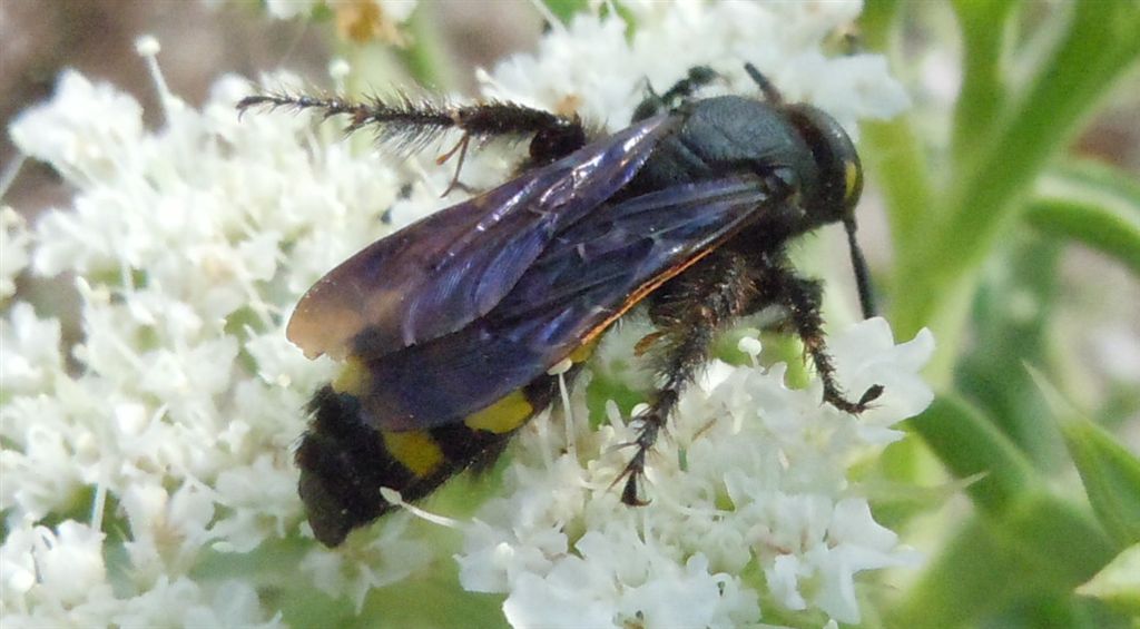 Colpa sexmaculata attaccata da formiche Tapinoma sp.